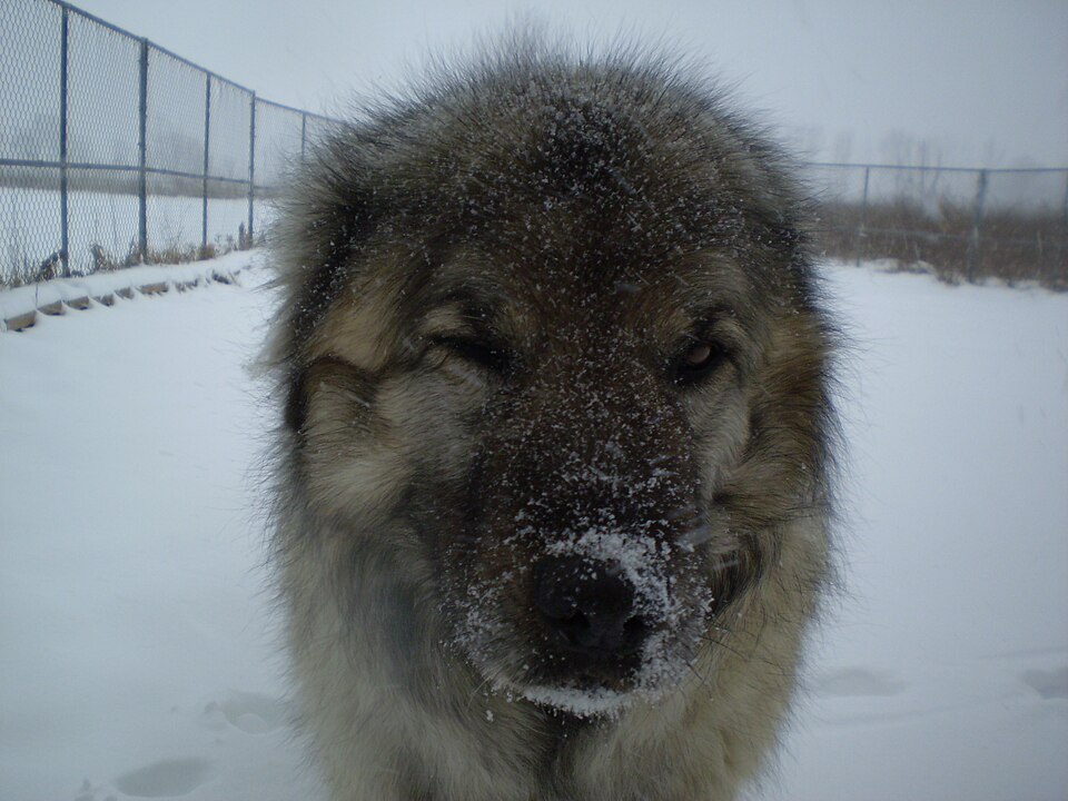 Berger yougoslave — photo de la race de chien originaire de Macédoine du Nord (1)