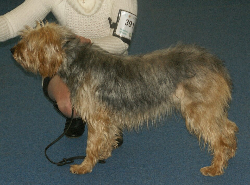 Chien courant de Bosnie à poil dur — photo de la race de chien originaire de Bosnie-Herzégovine (4)