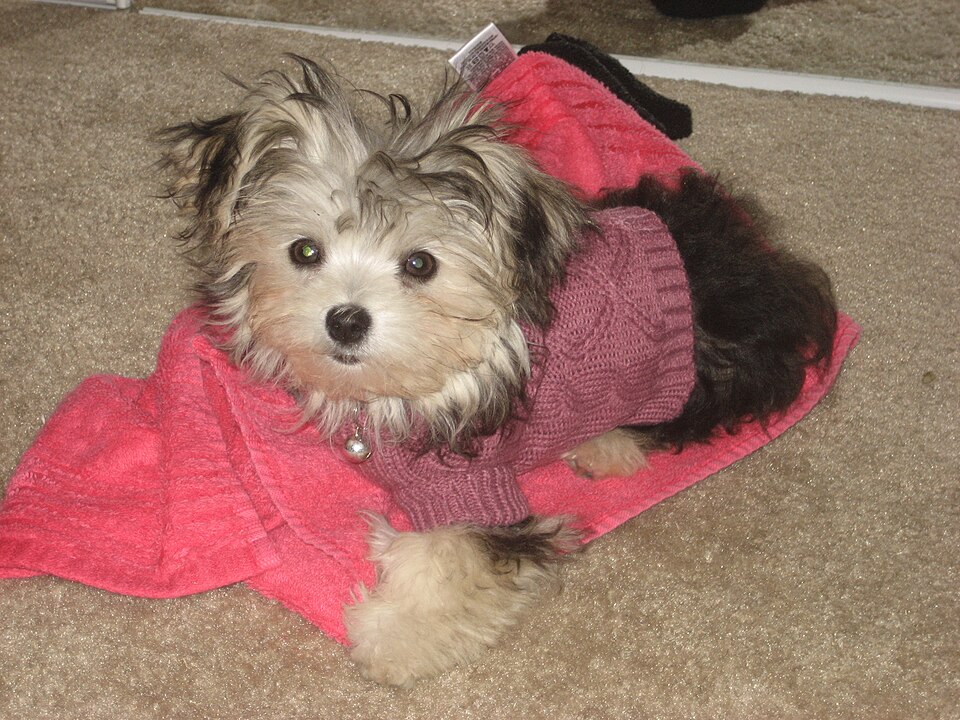 Morkie — photo de la race de chien originaire de États-Unis (2)
