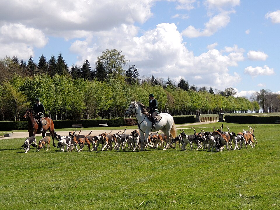 Français blanc et noir — photo de la race de chien originaire de France (6)