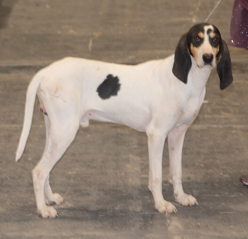 Ariégeois — photo de la race de chien originaire de France (3)