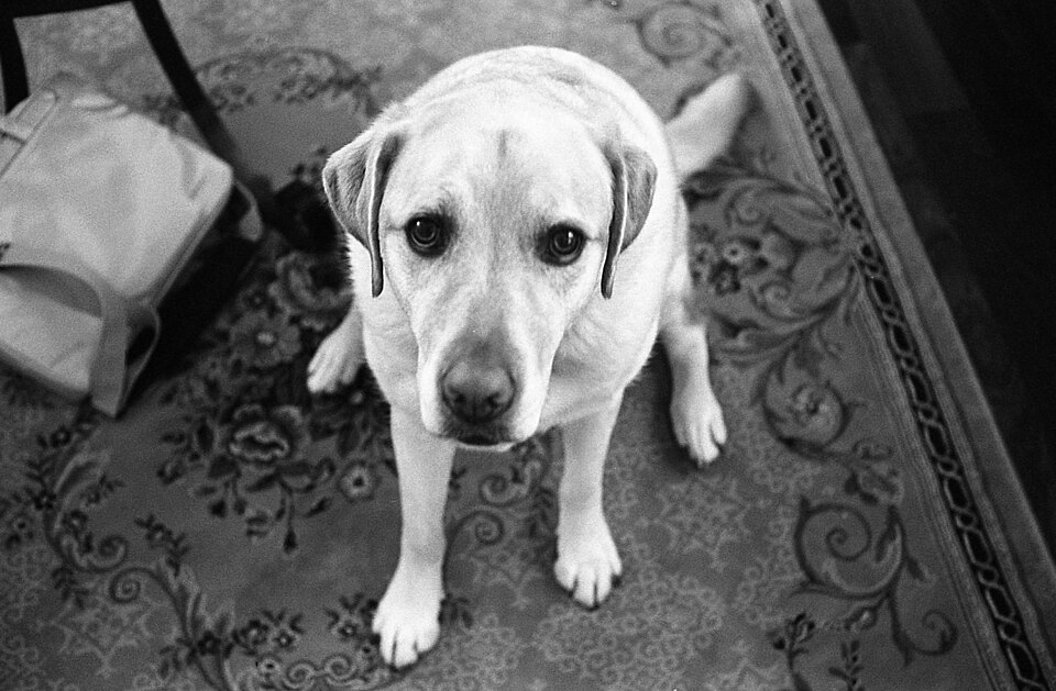 Labrador — photo de la race de chien originaire de Canada (4)
