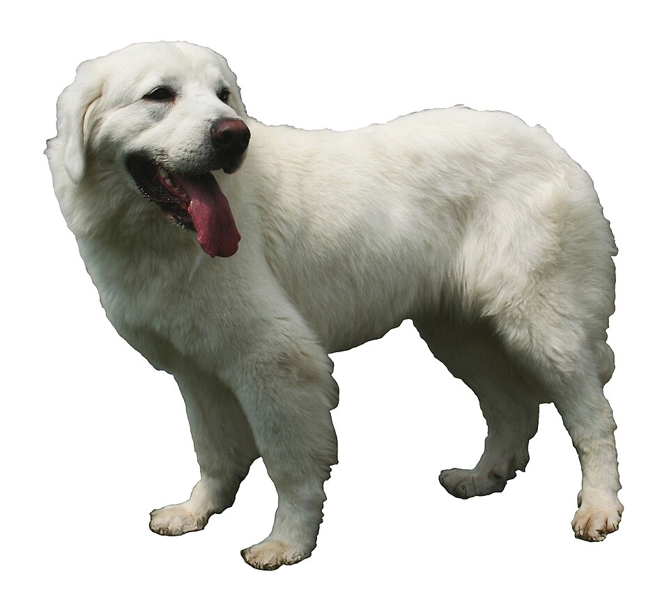 Berger polonais de Podhale — photo de la race de chien originaire de Pologne (5)