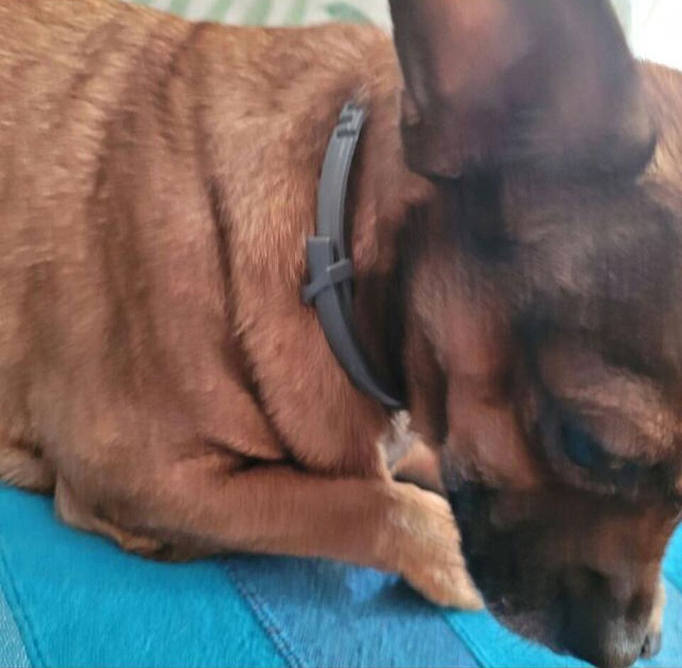 Billy — photo de la race de chien originaire de France (5)