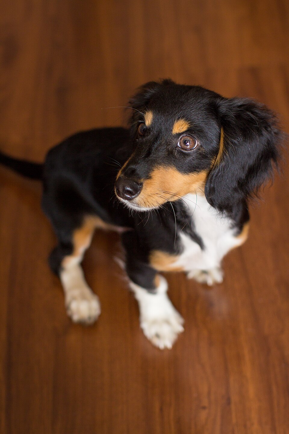 Teckel — photo de la race de chien originaire de Allemagne (5)