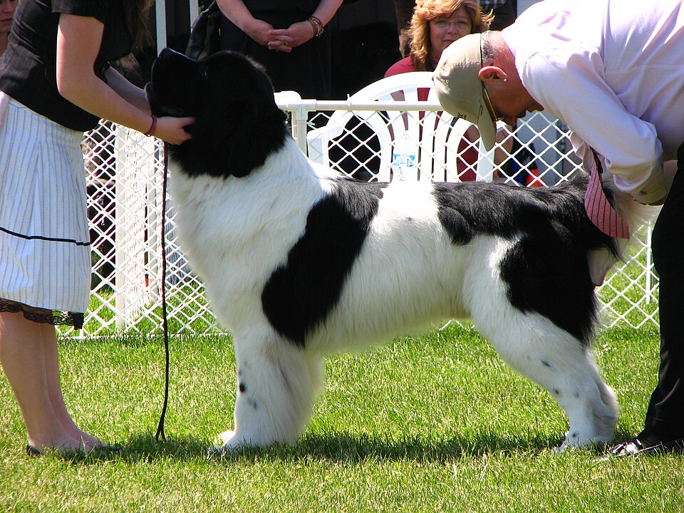 Landseer — photo de la race de chien originaire de Royaume-Uni (2)