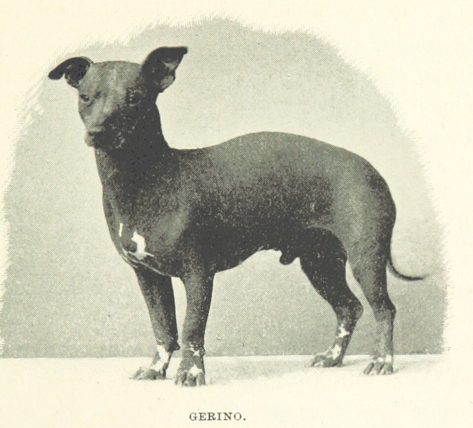 Chien nu mexicain — photo de la race de chien originaire de Mexique (1)