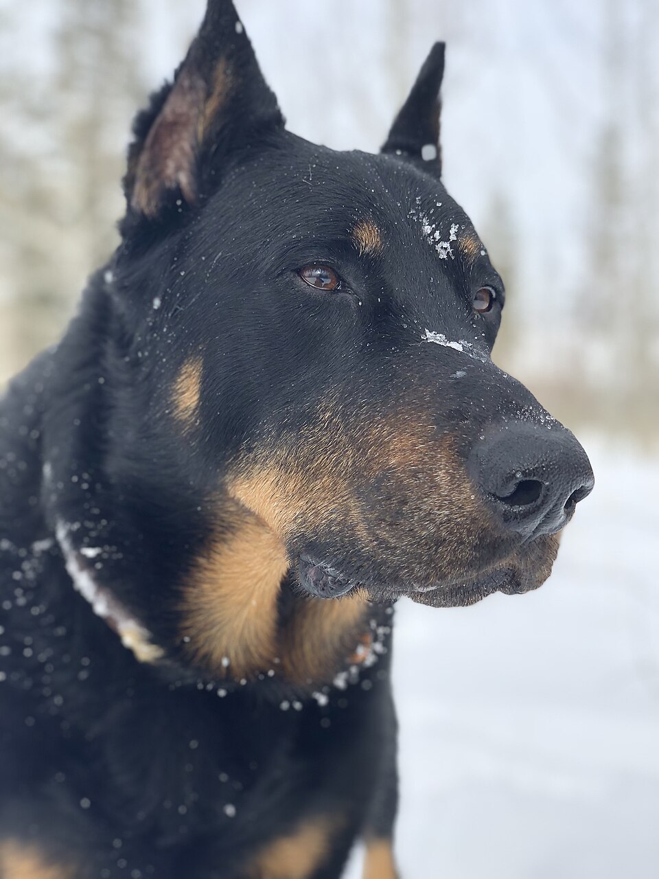Beauceron — photo de la race de chien originaire de France (4)