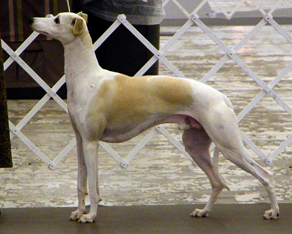 Whippet — photo de la race de chien originaire de Angleterre (5)