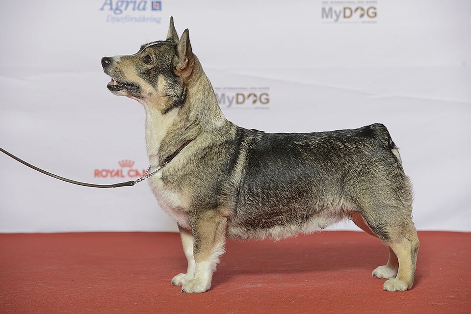 Spitz des Wisigoths — photo de la race de chien originaire de Suède (3)