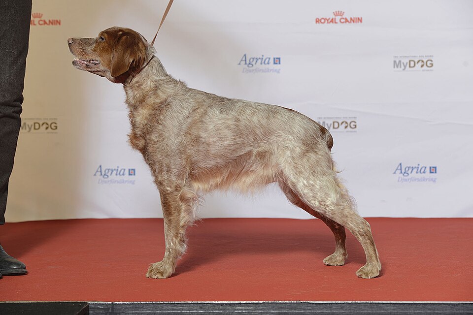 Epagneul breton — photo de la race de chien originaire de Bretagne (5)