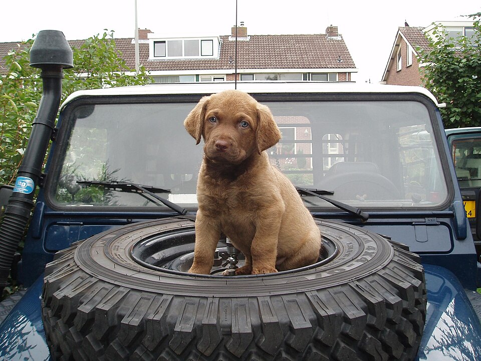 Chesapeake Bay Retriever — photo de la race de chien originaire de États-Unis (1)