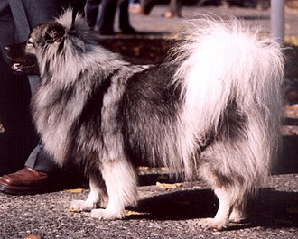 Spitz-loup