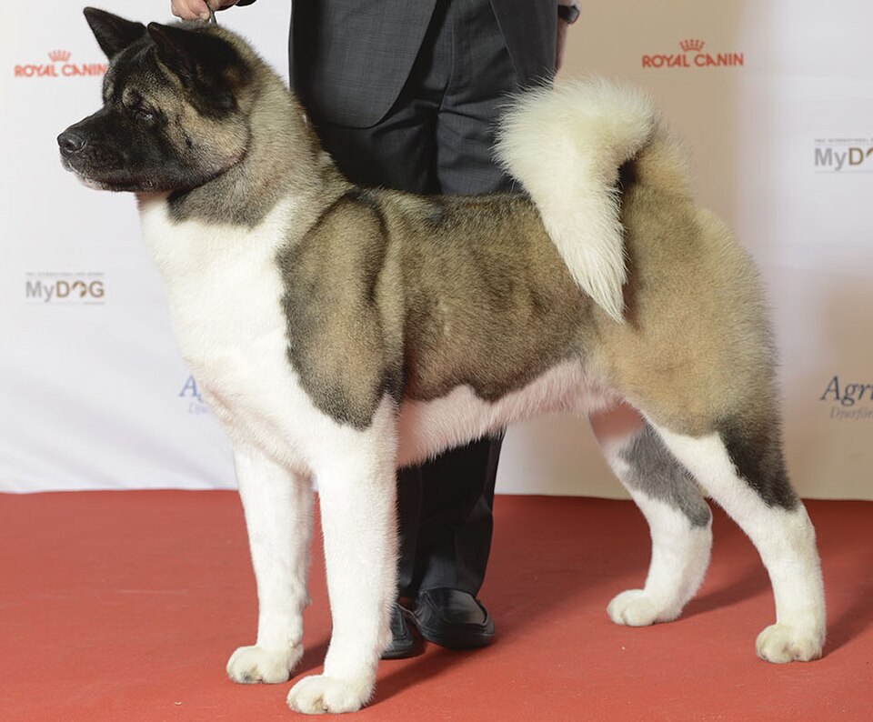 Akita américain — photo de la race de chien originaire de États-Unis (1)