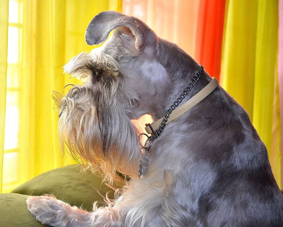 Schnauzer — photo de la race de chien (1)