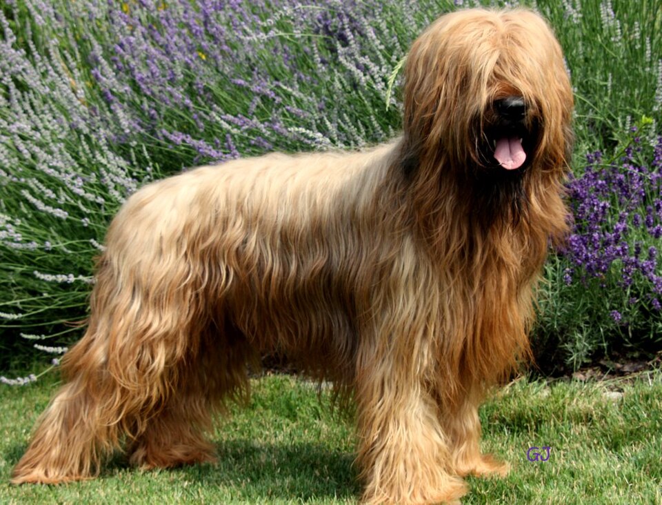Berger de Brie — photo de la race de chien originaire de France (6)