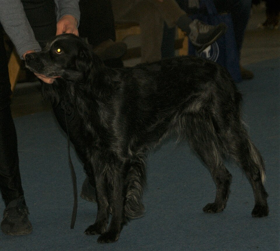 Epagneul bleu de Picardie — photo de la race de chien originaire de France (2)