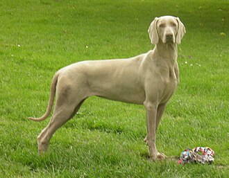 Braque de Weimar — photo de la race de chien originaire de Allemagne