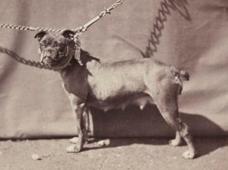 Old english Bulldog