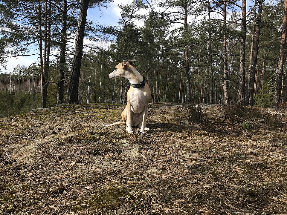Whippet — photo de la race de chien originaire de Angleterre (3)