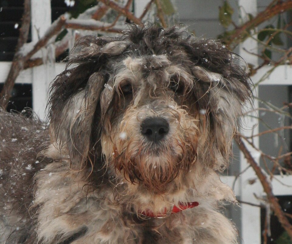 Berger de Bergame — photo de la race de chien originaire de Italie (6)