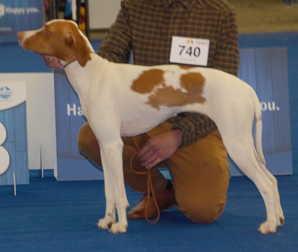 Braque Saint-Germain — photo de la race de chien originaire de France (6)