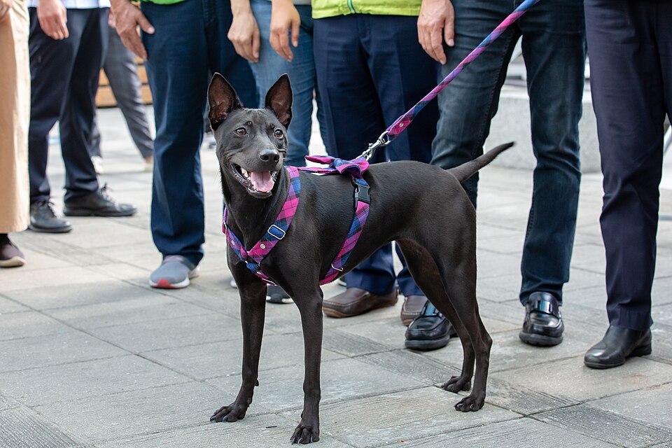 Chien de Taïwan — photo de la race de chien originaire de île de Taïwan (1)