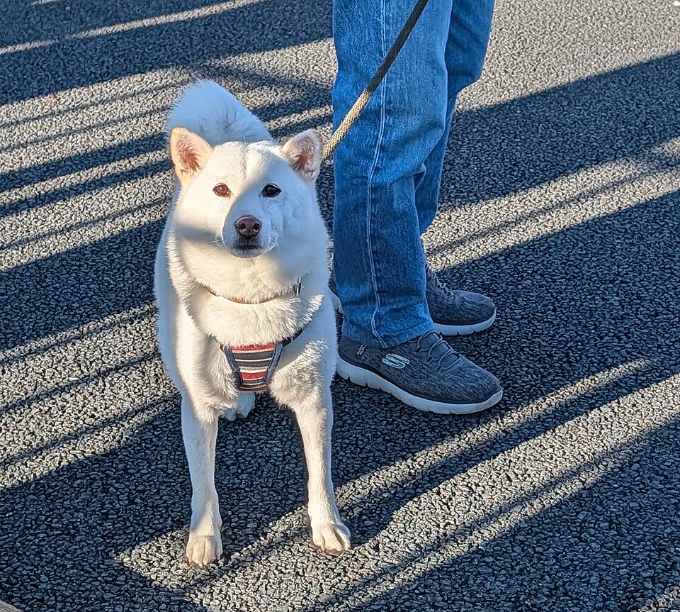 Akita inu — photo de la race de chien originaire de Japon (2)