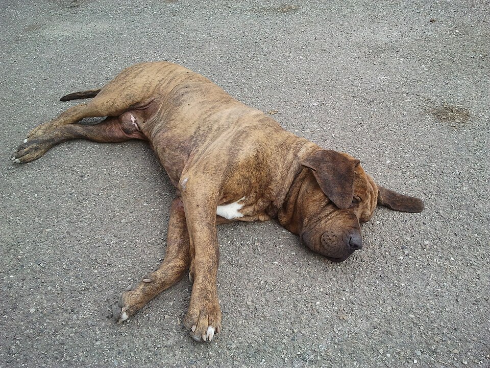 Fila Brasileiro — photo de la race de chien originaire de Brésil (4)
