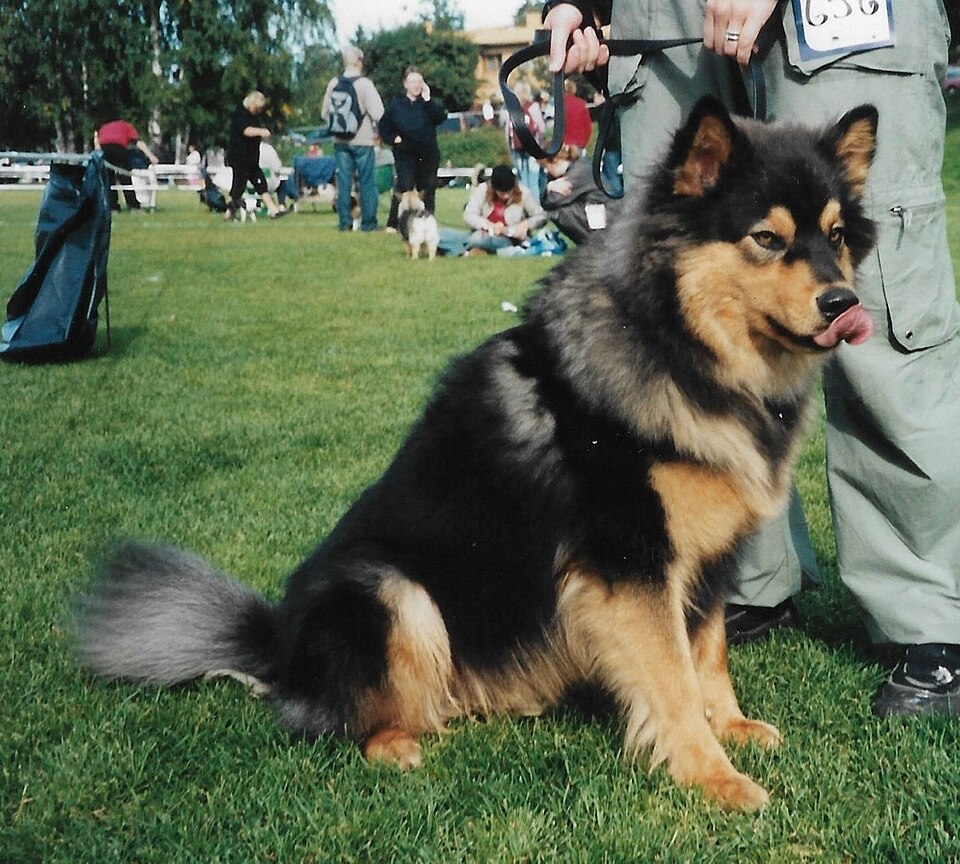 Chien finnois de Laponie — photo de la race de chien originaire de Finlande (2)