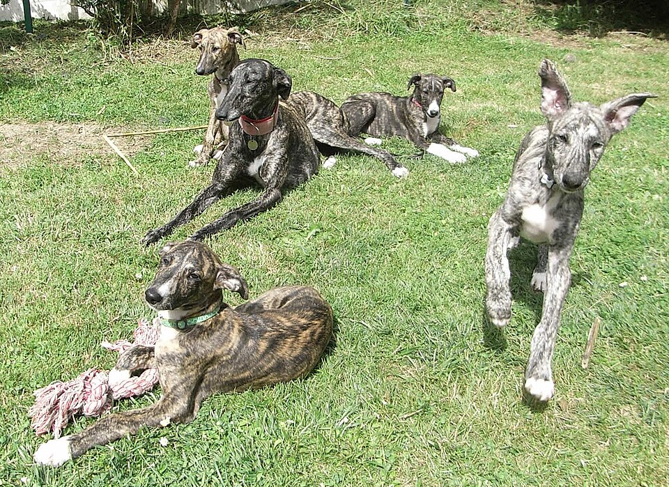 Lévrier espagnol — photo de la race de chien originaire de Espagne (5)
