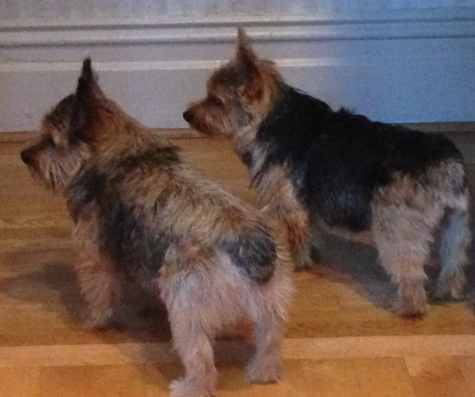 Norwich Terrier — photo de la race de chien originaire de Angleterre (5)
