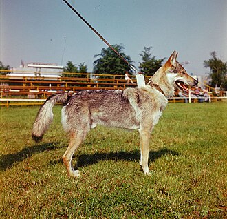 Chien-loup Tchèque