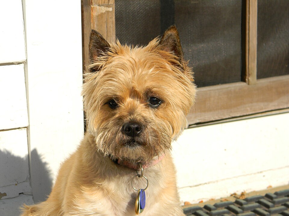 Lakeland Terrier — photo de la race de chien originaire de Angleterre Angleterre (3)