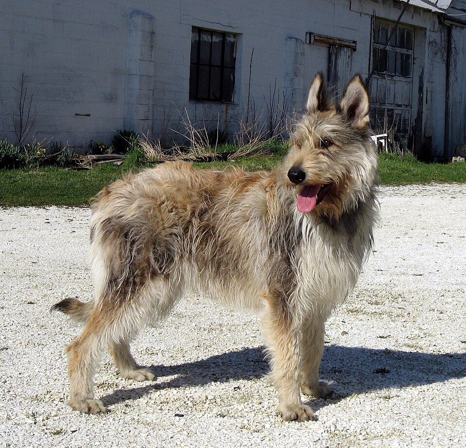 Berger Picard — photo de la race de chien originaire de France (5)