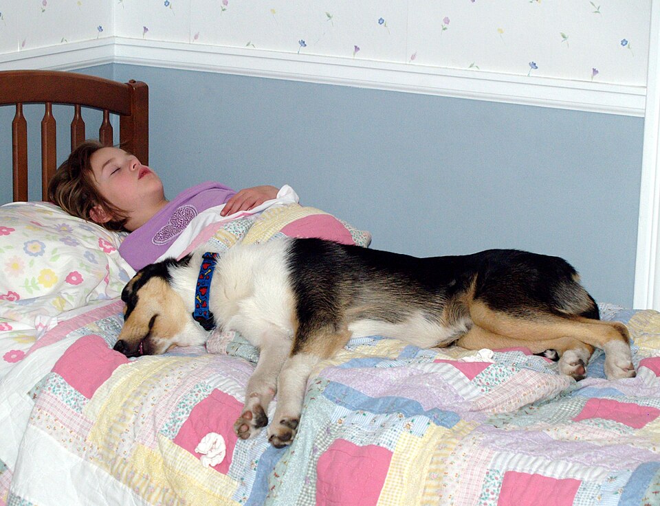 Colley à poil court — photo de la race de chien originaire de Écosse (6)