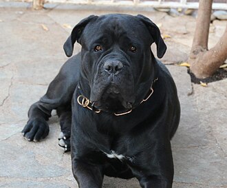 Cane corso