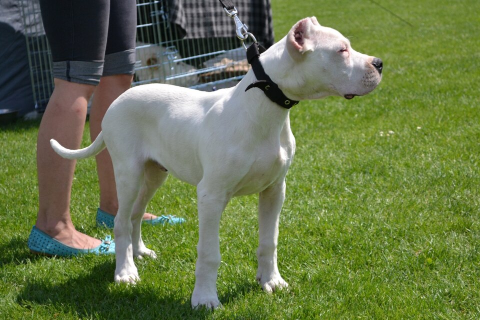Dogue argentin — photo de la race de chien originaire de Argentine (1)