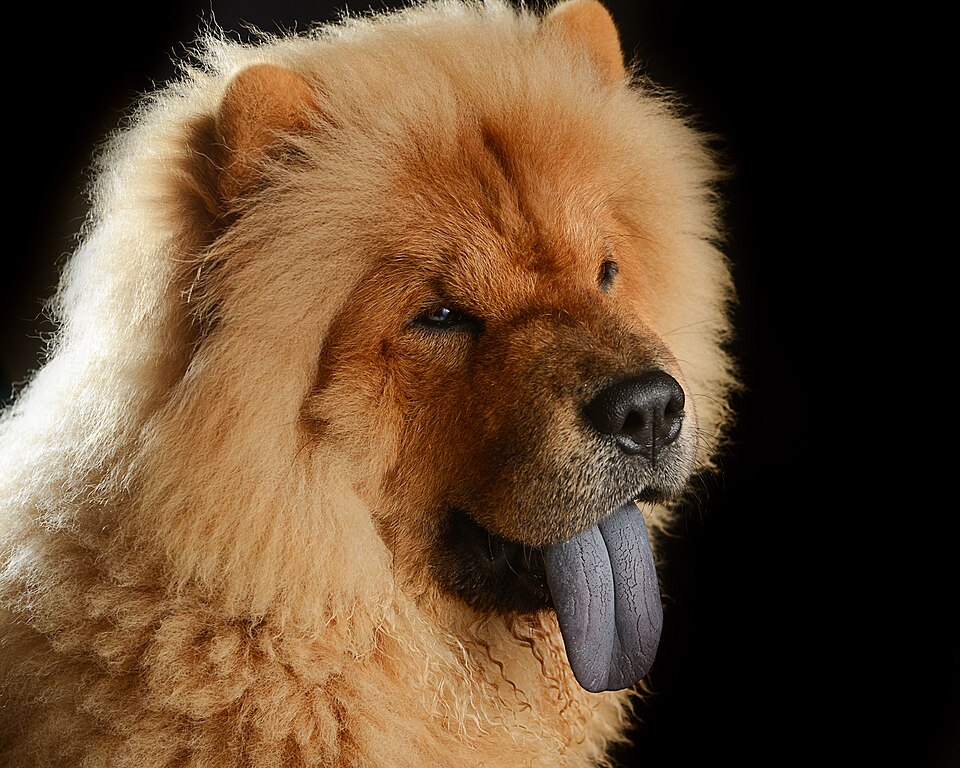 Chow-chow — photo de la race de chien originaire de République populaire de Chine (3)
