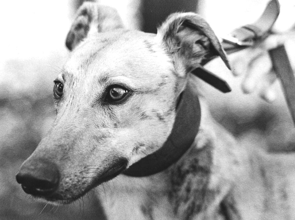 Greyhound — photo de la race de chien originaire de Royaume-Uni (5)