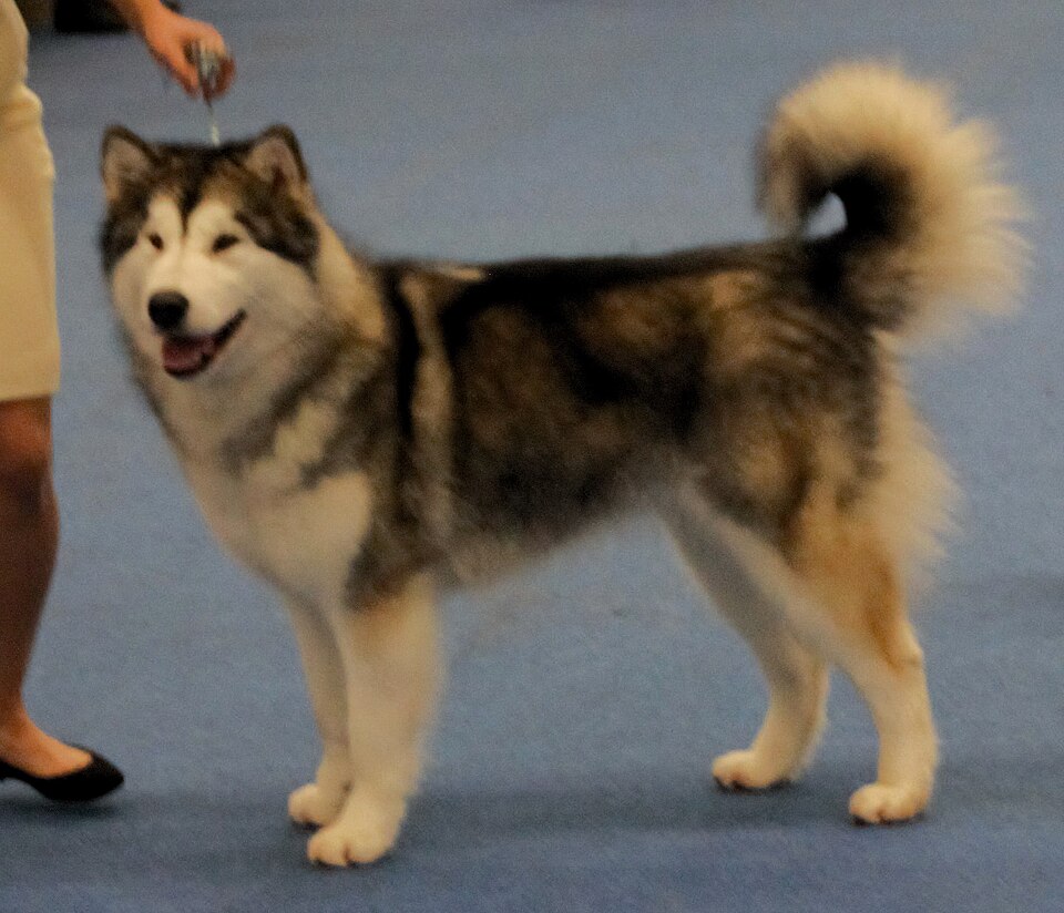Malamute de l’Alaska — photo de la race de chien originaire de Alaska (3)