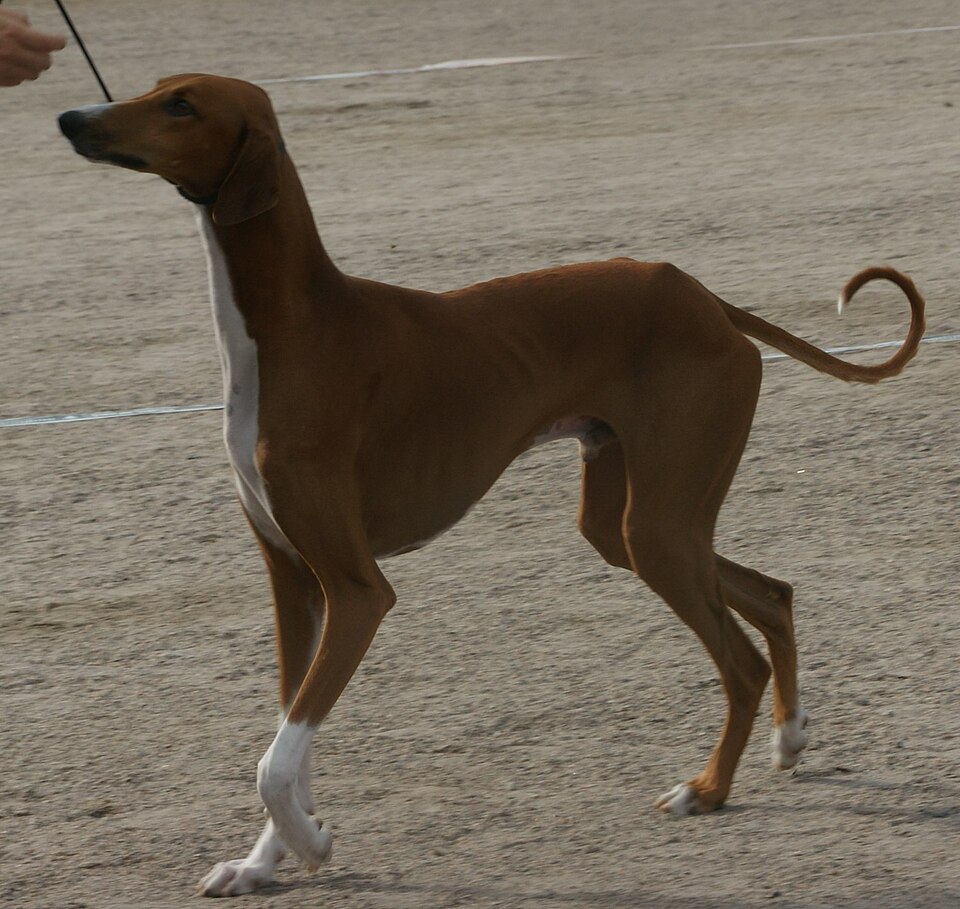 Azawakh — photo de la race de chien originaire de Mali (6)