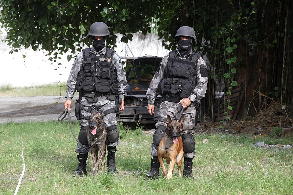 Berger Hollandais — photo de la race de chien originaire de Pays-Bas (3)