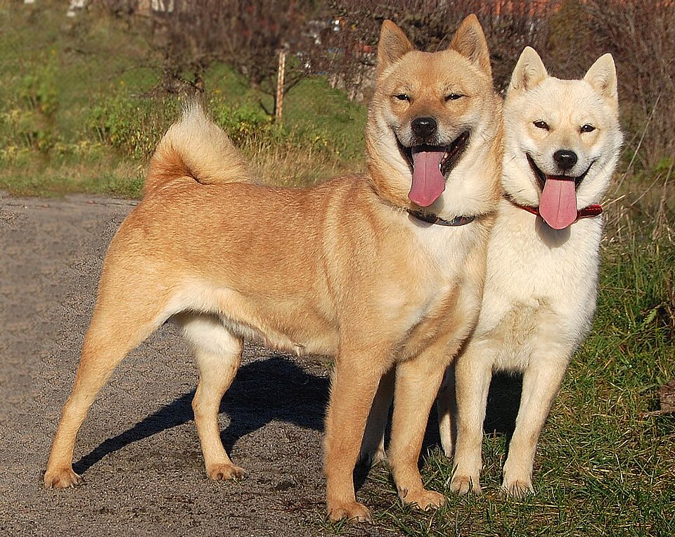 Hokkaido Ken — photo de la race de chien originaire de Japon (3)