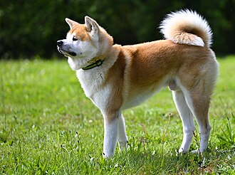 Akita inu