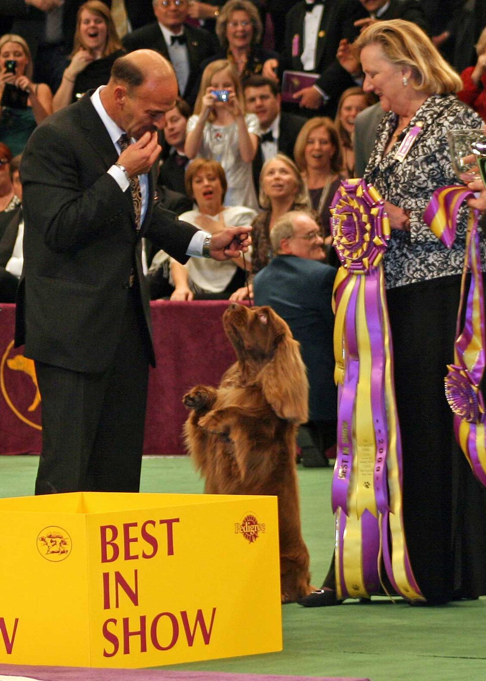 Sussex Spaniel — photo de la race de chien originaire de Angleterre (6)