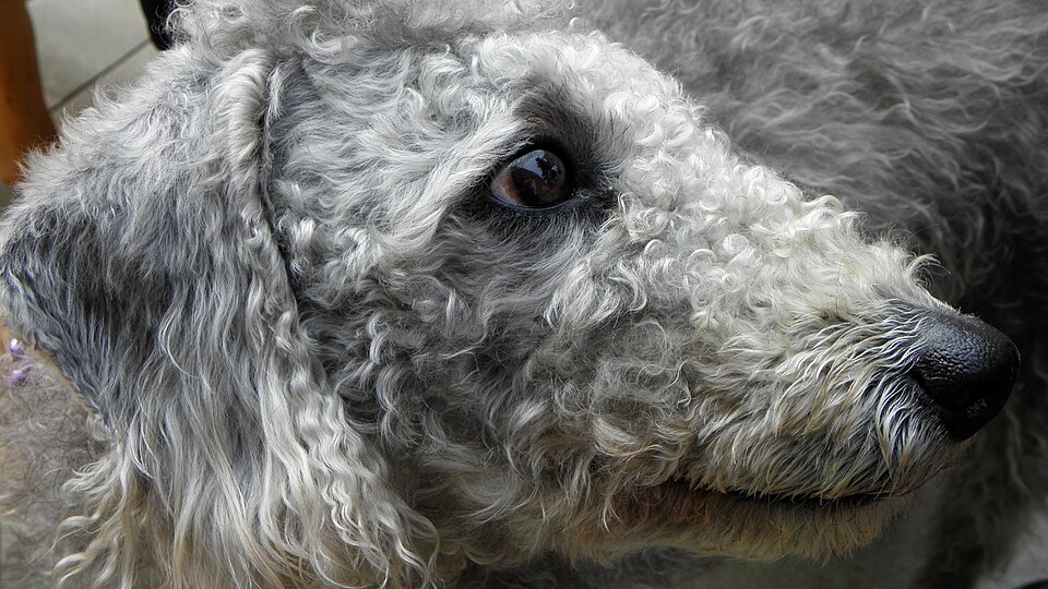Bedlington terrier — photo de la race de chien originaire de Angleterre (2)