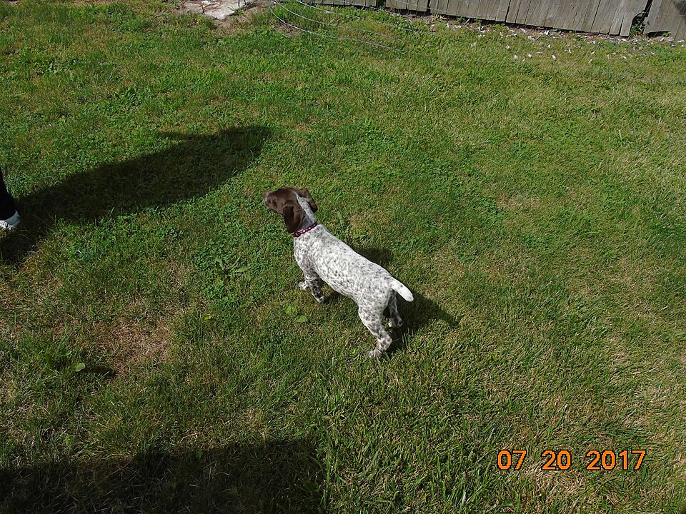 Braque allemand à poil court — photo de la race de chien originaire de Allemagne (5)