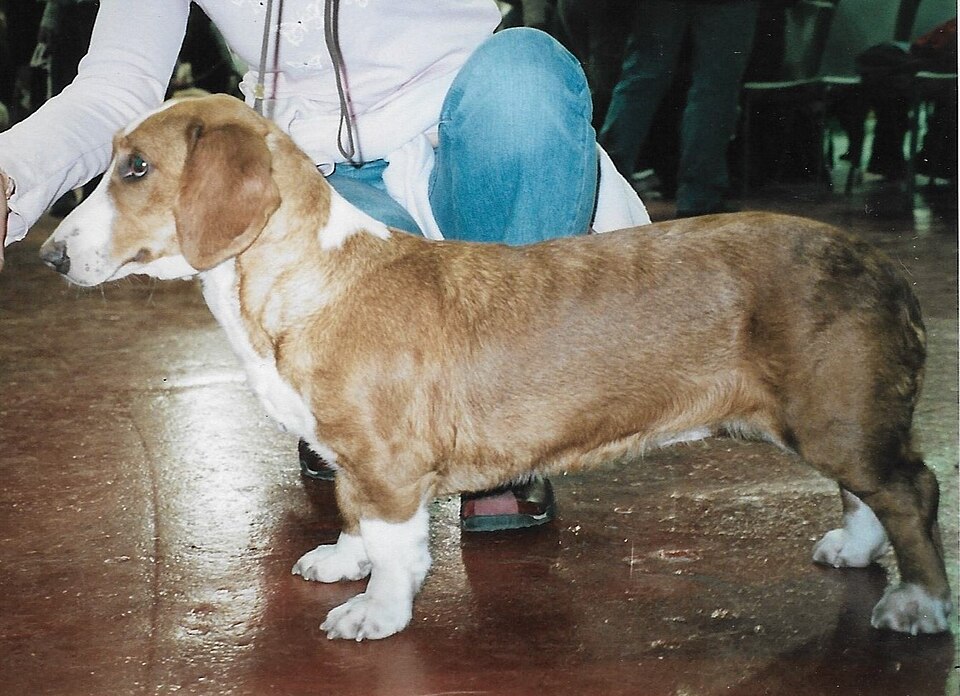 Drever — photo de la race de chien originaire de Suède (3)
