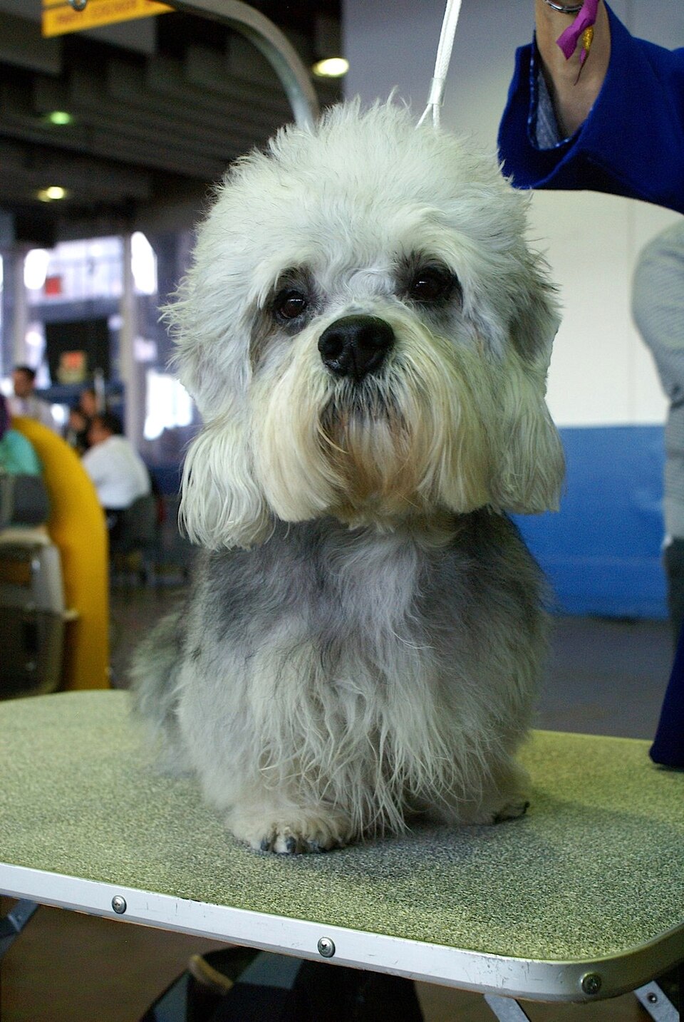 Dandie Dinmont Terrier — photo de la race de chien originaire de Écosse (1)